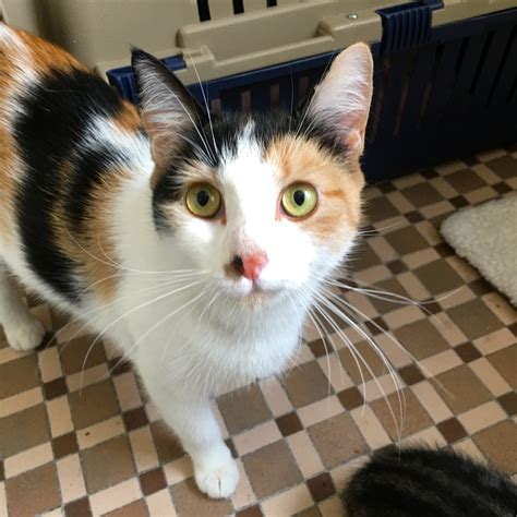 9 Calico Cats Are Female Because Furry Kittens