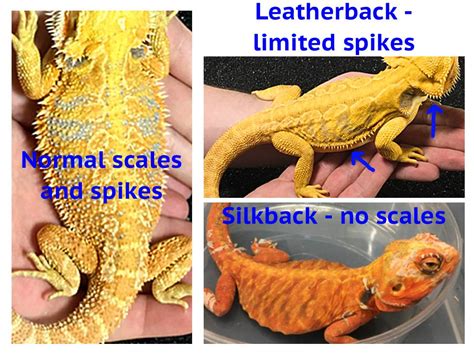 Leatherback Bearded Dragon Vs Normal