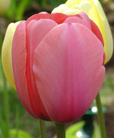 Tulip Pink Impression The 