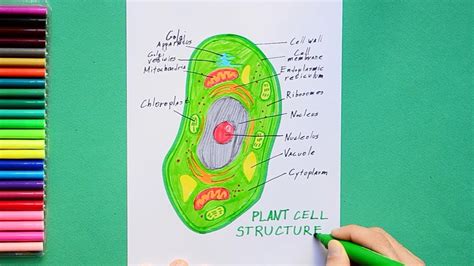 How To Draw Plant Cell Labeled Science Diagram Youtube