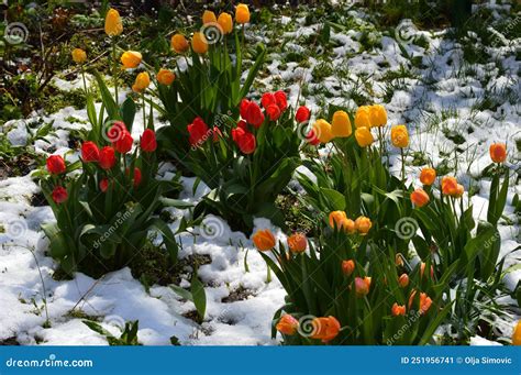 Tulips In The Spring Under The Snow Stock Image Image Of Flower