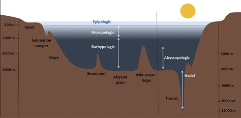 4 Types Of Ocean Floor Sediments