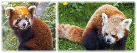 Creation Based Conservation For The Red Panda