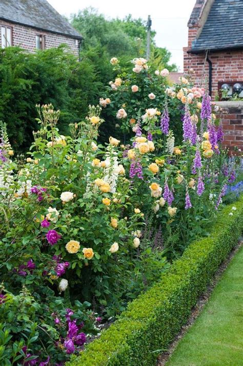 English Roses Are Some Of The Best Loved High Performance Flowers In
