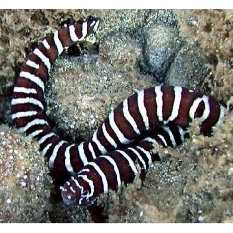 X2 Two Zebra Moray Eel Saltwater Fish Medlrg Pair Only