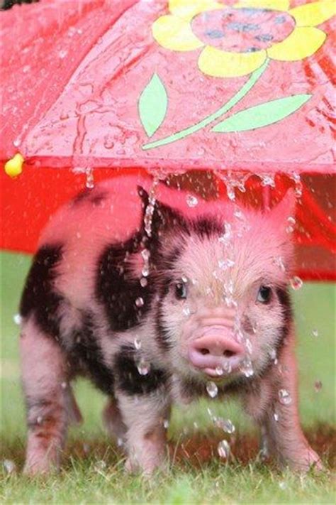 15 Cute Animals In The Rain Most Popular Temal