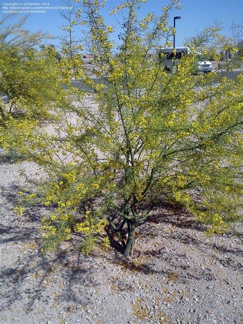 Plantfiles Pictures Parkinsonia Palo Verde Desert Museum