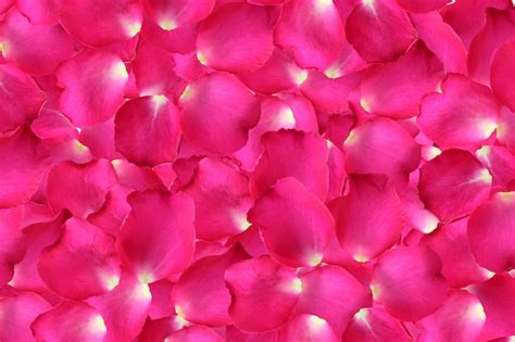 Premium Photo Close Up Pink Rose Petals For Background
