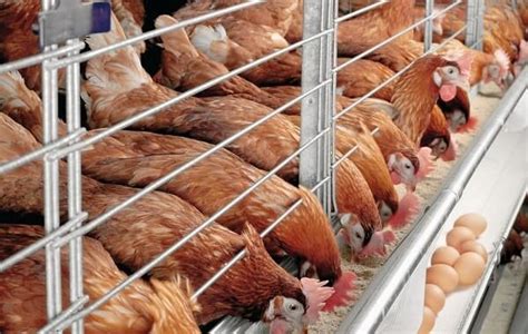 How To Maximize Profit In Poultry Farming Agro4africa