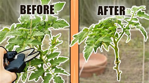 How To Choose Between Propagating Cuttings Or Pruning A Tomato Plant