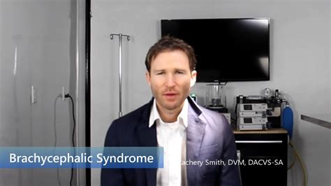 Brachycephalic Syndrome Youtube