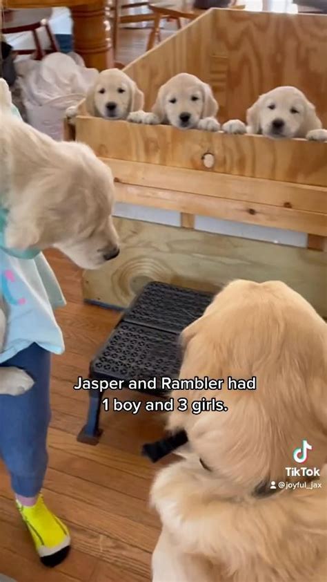 Golden Retriever Meeting His Puppies For The First Time Video Cute