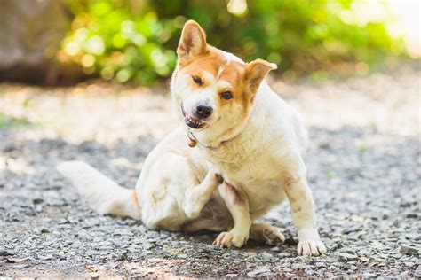 【獣医師監修】犬の皮膚病の症状とは？原因と対処法、日常生活での予防策などについて解説ワンクォール