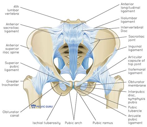 Pelvic Joint Anatomy