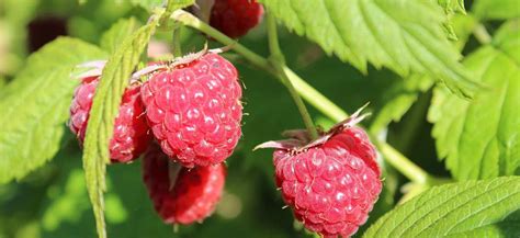 How To Grow Hydroponic Raspberries Hydrobuilder Learning Center
