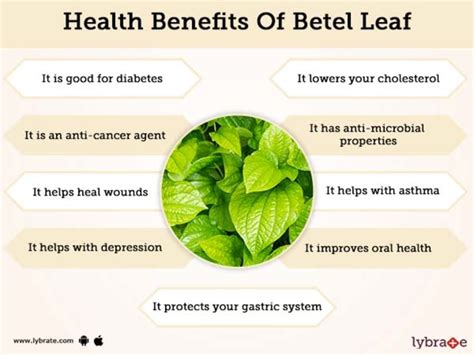Betel Leaf Benefits And Its Its Side Effects Lybrate