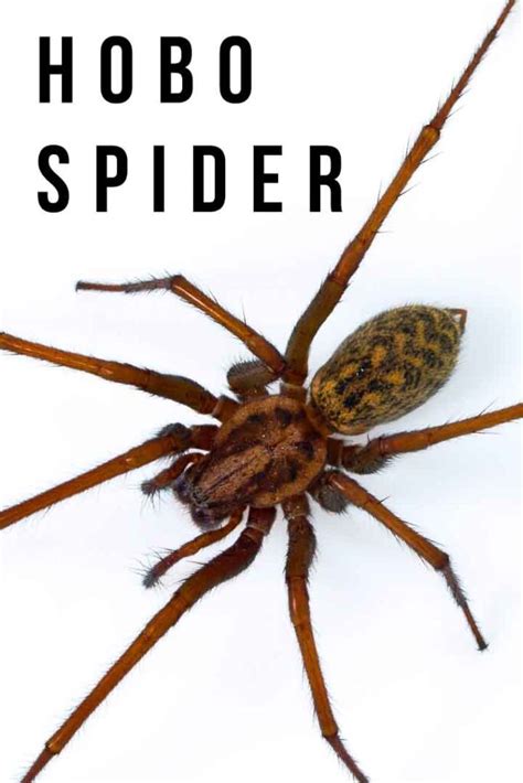 Hobo Spider Vs Wolf Spider How To Tell The Difference