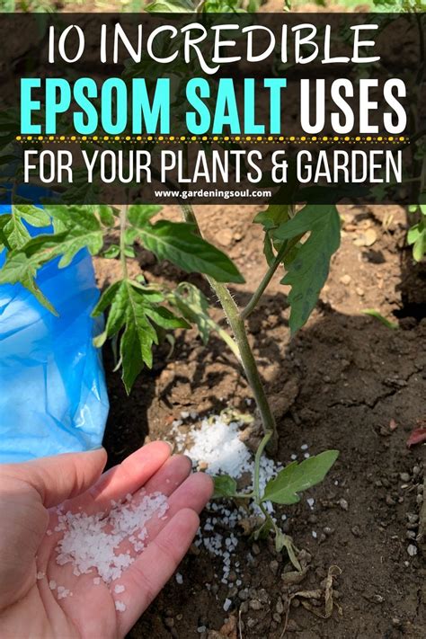 10 Incredible Epsom Salt Uses For Your Plants And Garden Plants Garden Fertilizer Growing