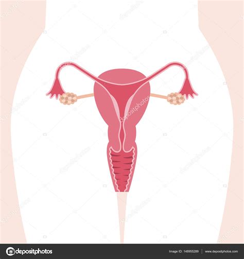 El Sistema Reproductor Femenino Images And Photos Finder