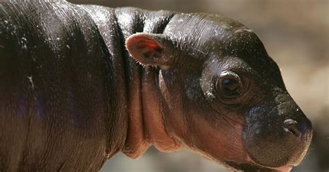 Lets Draw Endangered Species Pygmy Hippopotamus
