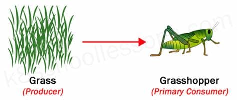 Food Chains and Food Webs | Examples of Food Chains and ...