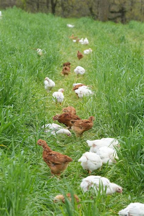 Whats The Difference Between Free Range And Pasture Raised Chicken