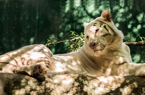 White Tiger Hd Wallpaper Background Image 2048x1338 Id367450