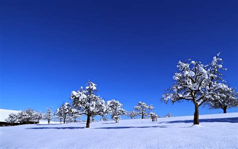 Blue Sky Nature Winter Landscape Snow Tree Wallpaper 3840x2400