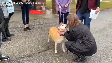 Dog Adopted After Spending 2461 Days In Indiana Shelter Abc7 San