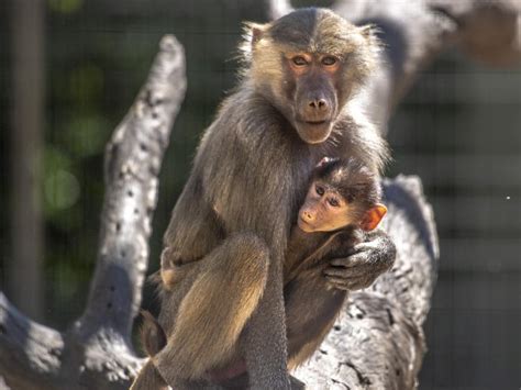 Darling Downs Zoo Welcomes Baby Baboon To Their Troop The Courier Mail