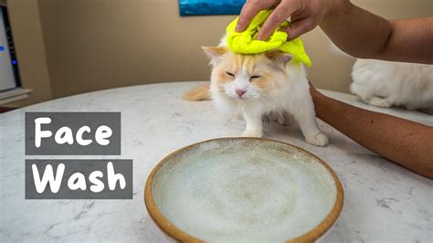 How To Clean Your Cats Face 4 Step Tutorial The Cat Butler Youtube