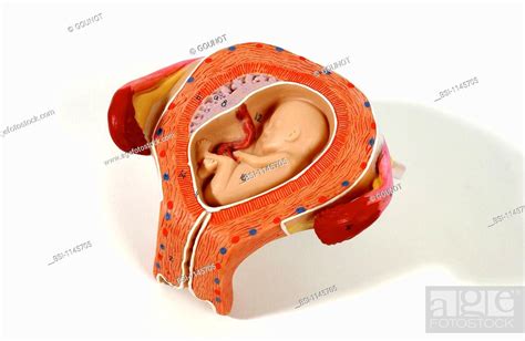 Anatomical Model Of The Female Reproductive Organs During Pregnancy Fetus At Three Months Stock