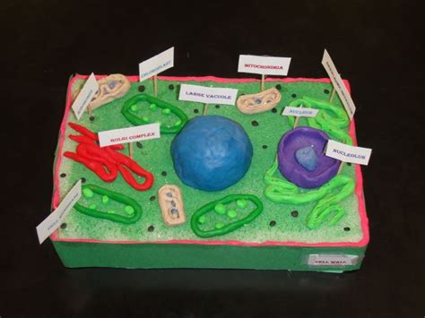 With its catchy rhythm and rhymes, students of all learn. plant cell model project ideas | 3d animal cell project ...
