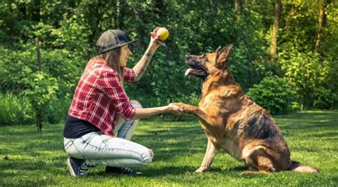 Why Training Is Essential For Minimizing Aggressive Dog Behavior