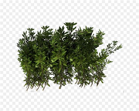 Planta png cliparts, all these png images has no background, free & unlimited downloads. Arbusto, Planta, Planta Herbácea imagen png - imagen ...