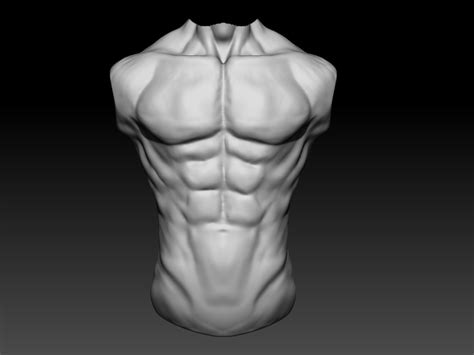 Perfect educational model for anatomy. ArtStation - Human Male Torso Anatomy Study, D'Laurence King