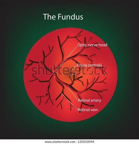Illustration Human Fundus Stock Illustration 120050044 Shutterstock