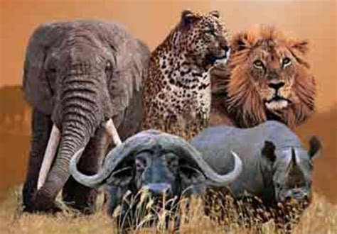 Share Secrets Of The Big 5 Animals Found In Our Country By Palmac Fiverr