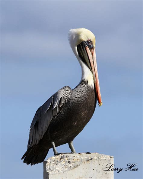 Brown Pelican Snook Islands 12 06 13 Audubon Everglades