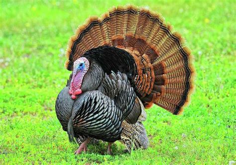 Ct Turkey Hunting Season Starts Wednesday New Changes This Year The