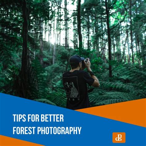 Tips For Better Forest Photography