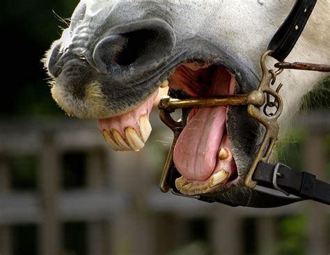 Learn About Your Horses Teeth