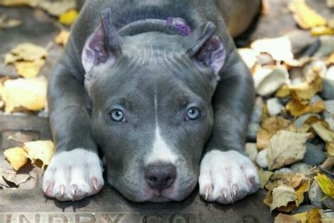 Female Blue Eyed Pitbull Animalshumans Pinterest