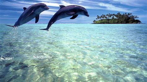 Two Dolphins Jumping Out Of Water 1600x900 Download Hd Wallpaper