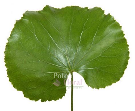 Galax Leaves Small 3 Leaves Potomac Floral Wholesale