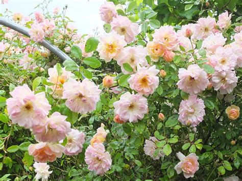Phyllis Bide Rose Heirloom Roses Heritage Rose Rose