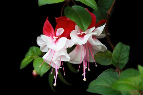 Red And White Fuchsia Photograph By Isabela And Skender Cocoli Fine