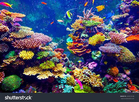 Coral Reef Tropical Fish Sunlight Singapore Stock Photo