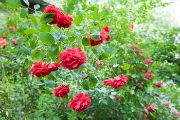 How far back can i cut them back so they grow better mike. How to Get Rid of Powdery Mildew on Rose Bushes | Home ...