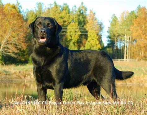 Chilbrook Instant Replay Masha Brooks Legacy Labradors